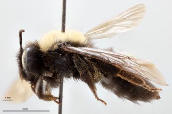 Media type: image;   Entomology 771464 Aspect: habitus lateral view